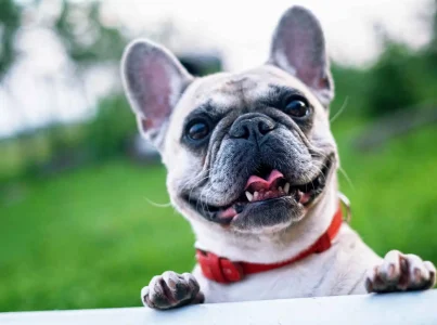 Historia y características del bulldog francés