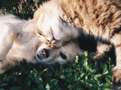 NATURAL GREATNESS: DIETA DE LINCES Y LOBOS PARA TU MASCOTA