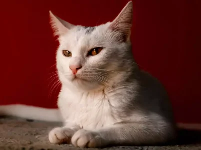 ¿Conocías estas particularidades del gato angora?