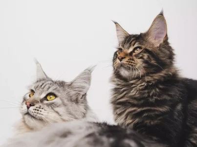 Cosas que no sabías del gato Main coon