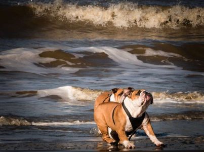 Piensos Lenda, alimentación integral para mascotas