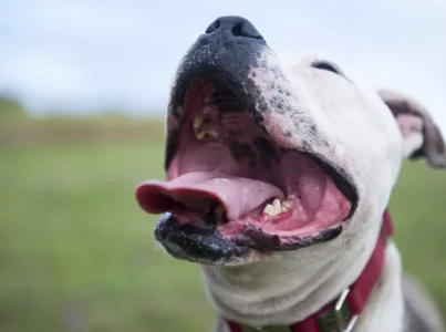 ¿Cómo funcionan los 5 sentidos de los perros?