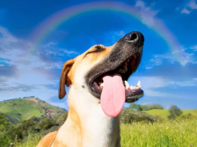 cão com mau hálito