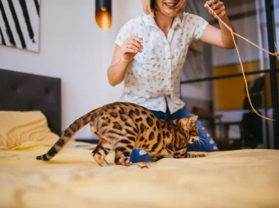 brinquedos para gatos