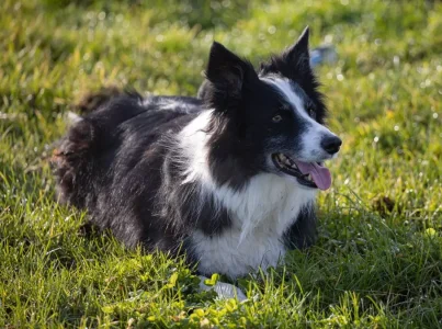Coisas que não sabia sobre o Border Collie.