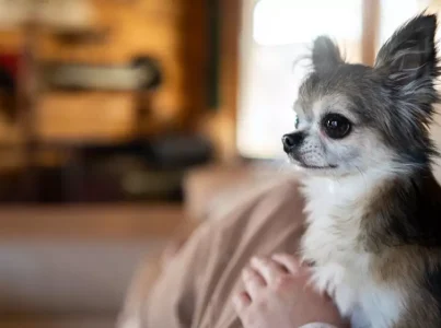 Los mejores productos para tu perro chihuahua