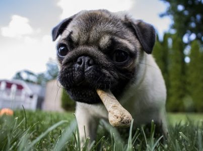 Tipos de aperitivos para cães.