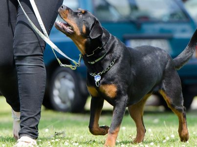 cão em treino