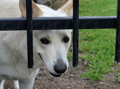 Porque é que os cães têm medo dos bombinhas