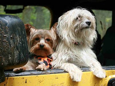 Como viajar de carro com o seu cão em 3 passos fáceis