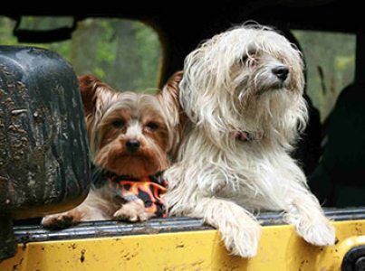 Cómo viajar con tu perro en coche en 3 sencillos pasos