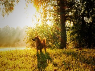 5 formas de proteger a tu mascota del calor veraniego