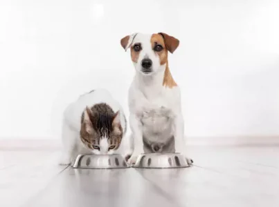 Melhor comida barata para cães e gatos.