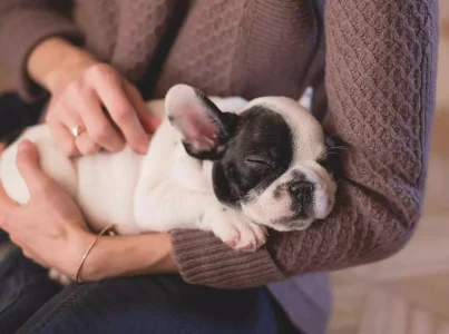 Tipos de piensos veterinarios, qué son y cuáles son los mejores