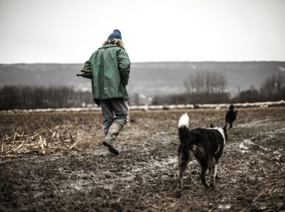 Os animais de estimação e o seu comportamento após o Covid-19