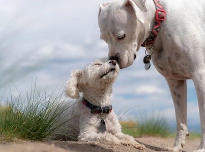 Alergia ao cão: cães hipoalergénicos e dicas para alérgicos.