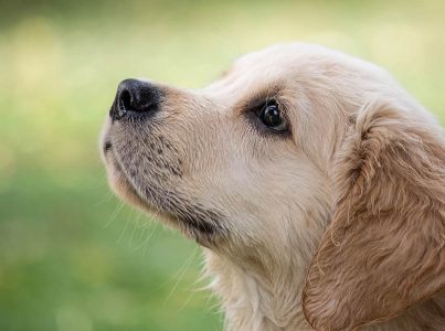 tipos de cancro em cães