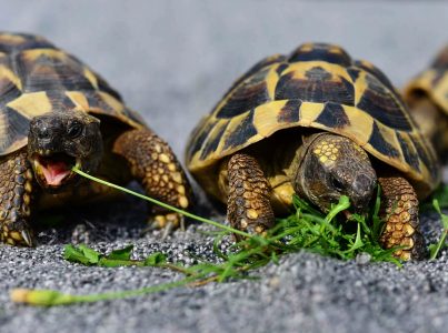 Cuidados básicos com as tartarugas. A sua tartaruga é água ou tartaruga terrestre?