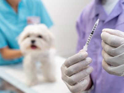 Quais são as vacinas obrigatórias para os cães em Espanha?.