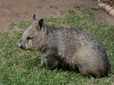 Wombats: 6 curiosidades e o mistério das suas fezes em forma de cubo.
