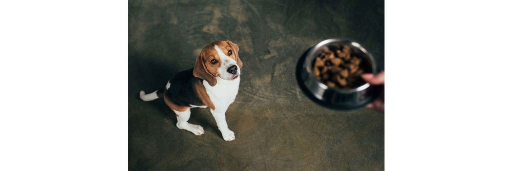 Pienso veterinario para perros