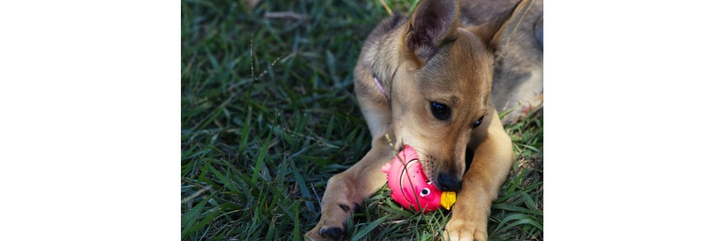 Juguetes para cachorros - Superpet