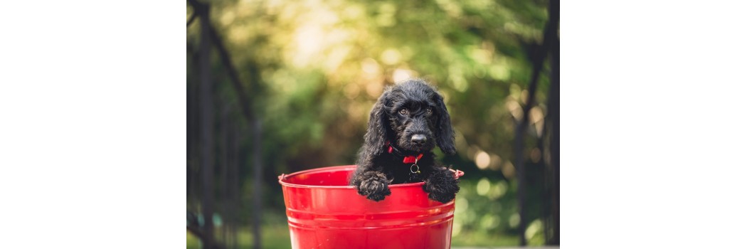 Productos de higiene y salud para cachorros