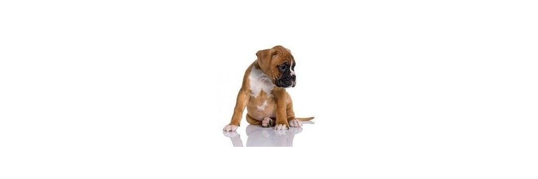 Productos para cachorros de perro